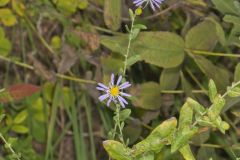 Late Purple Aster, Symphyotrichum patens