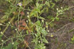 Late Purple Aster, Symphyotrichum patens