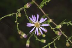 Late Purple Aster, Symphyotrichum patens