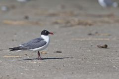 Laughing Gull, Leucophaeus atricilla