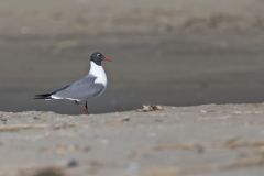 Laughing Gull, Leucophaeus atricilla