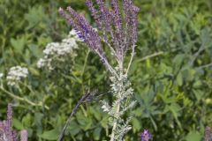 Leadplant, Amorpha canescens