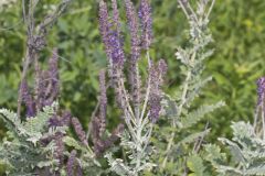 Leadplant, Amorpha canescens