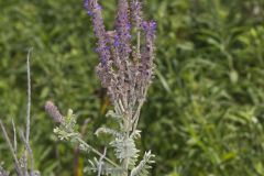 Leadplant, Amorpha canescens