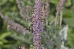 Leadplant, Amorpha canescens