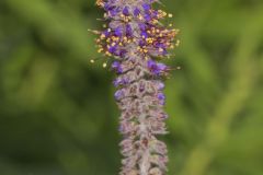 Leadplant, Amorpha canescens