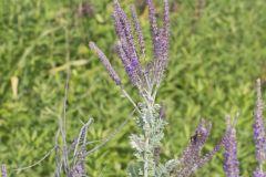 Leadplant, Amorpha canescens