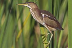 Least Bittern, Ixobrychus exilis