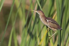 Least Bittern, Ixobrychus exilis