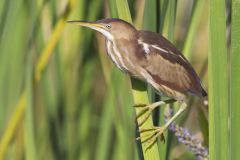 Least Bittern, Ixobrychus exilis