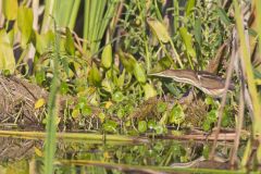 Least Bittern, Ixobrychus exilis