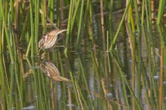 Least Bittern, Ixobrychus exilis