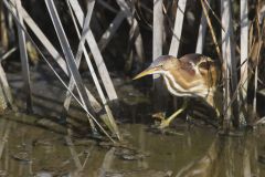 Least Bittern, Ixobrychus exilis