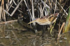 Least Bittern, Ixobrychus exilis