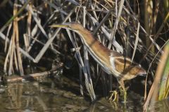 Least Bittern, Ixobrychus exilis