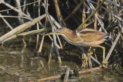 Least Bittern, Ixobrychus exilis