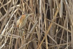 Least Bittern, Ixobrychus exilis