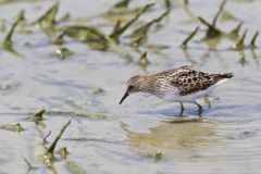 Least Sandpiper, Calidris minutilla