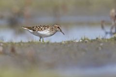 Least Sandpiper, Calidris minutilla