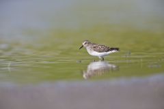 Least Sandpiper, Calidris minutilla