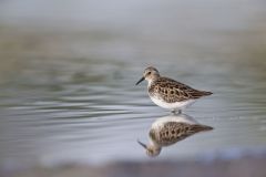 Least Sandpiper, Calidris minutilla