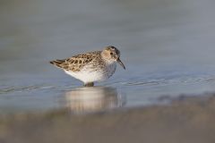 Least Sandpiper, Calidris minutilla