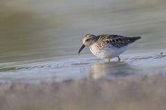 Least Sandpiper, Calidris minutilla