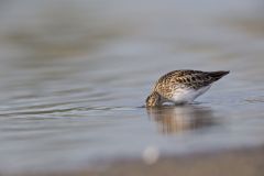 Least Sandpiper, Calidris minutilla