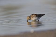 Least Sandpiper, Calidris minutilla