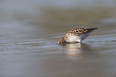 Least Sandpiper, Calidris minutilla