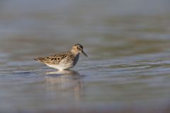 Least Sandpiper, Calidris minutilla