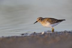 Least Sandpiper, Calidris minutilla