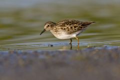 Least Sandpiper, Calidris minutilla