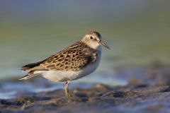 Least Sandpiper, Calidris minutilla