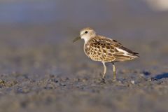 Least Sandpiper, Calidris minutilla