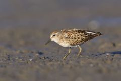 Least Sandpiper, Calidris minutilla