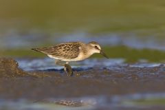 Least Sandpiper, Calidris minutilla