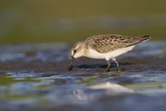 Least Sandpiper, Calidris minutilla