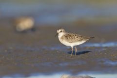 Least Sandpiper, Calidris minutilla