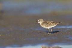 Least Sandpiper, Calidris minutilla