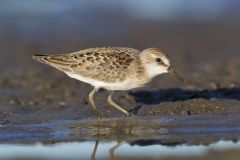 Least Sandpiper, Calidris minutilla