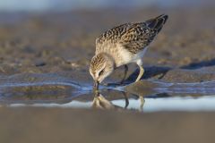 Least Sandpiper, Calidris minutilla