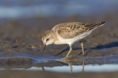 Least Sandpiper, Calidris minutilla