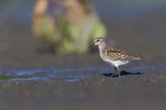 Least Sandpiper, Calidris minutilla