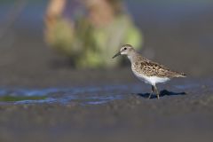 Least Sandpiper, Calidris minutilla