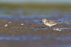 Least Sandpiper, Calidris minutilla