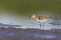 Least Sandpiper, Calidris minutilla