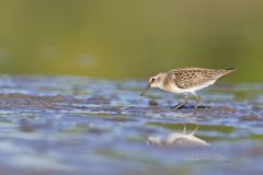 Least Sandpiper, Calidris minutilla