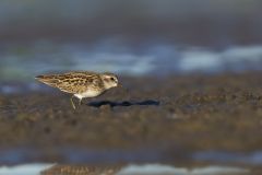 Least Sandpiper, Calidris minutilla