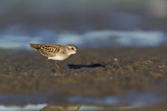 Least Sandpiper, Calidris minutilla